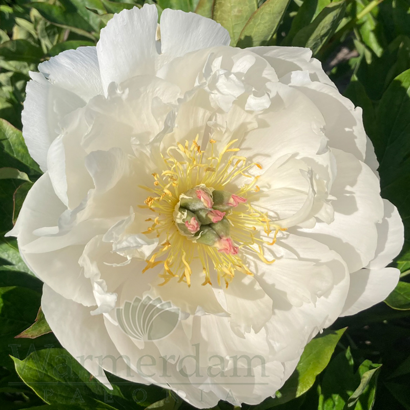 White Emperor | Warmerdam Paeonia